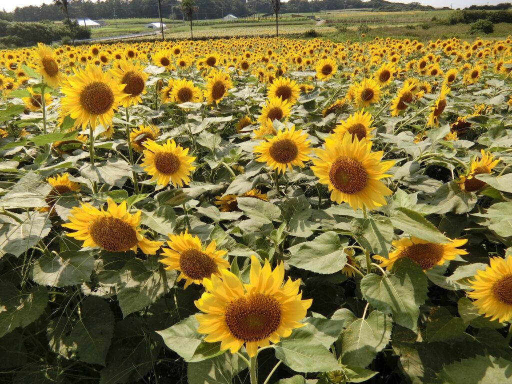 岩屋の塩入ひまわり畑